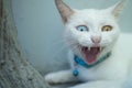 Closeup White Turkish Angora cat with heterochromia