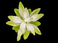 Closeup white turmeric flower isolated on black background with Royalty Free Stock Photo