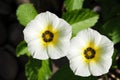 Closeup White turnera Subulata or White Sage Rose flower in the garden Royalty Free Stock Photo