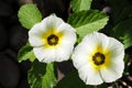 Closeup White turnera Subulata or White Sage Rose flower in the garden Royalty Free Stock Photo