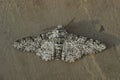 Closeup on the white version of the Peppered moth, Biston betularia