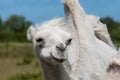 Closeup of a white and very sweet female Camel