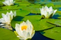 white water lilies floating on a lake