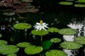 Closeup of white water lillie blooming in a pond Royalty Free Stock Photo
