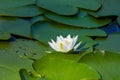 closeup white water lily floating in lake Royalty Free Stock Photo