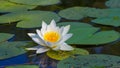 closeup white water lily floating in lake Royalty Free Stock Photo
