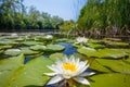 Closeup white water lily floating in a lake Royalty Free Stock Photo