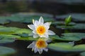 Closeup white water lily floating in a lake Royalty Free Stock Photo
