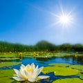 white water lily floating on a water at summer sunny day Royalty Free Stock Photo