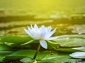 Closeup white water lily Royalty Free Stock Photo