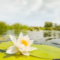 Closeup white water lily on a lake Royalty Free Stock Photo