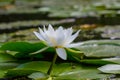 Closeup white water lily on lake Royalty Free Stock Photo