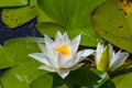 Closeup white water lily on lake Royalty Free Stock Photo