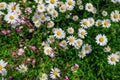 Closeup of white wild daisys in full bloom. Royalty Free Stock Photo
