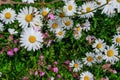 Closeup of white wild daisys in full bloom. Royalty Free Stock Photo