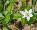 Closeup White Wildflower with Green Leaves Royalty Free Stock Photo