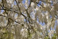 White Chinese wisteria in France Royalty Free Stock Photo