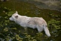 Closeup of a white wolf in Zoo Osnabruck Germany Royalty Free Stock Photo