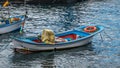 Closeup White Wooden Fishing Boat Moored in Glittering Water on the Beach, North Atlantic Ocean Royalty Free Stock Photo