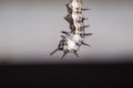 Closeup of a white worm with black horns against a blurry background Royalty Free Stock Photo