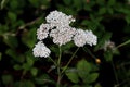 Closeup of a white yarrow flower in the field Royalty Free Stock Photo