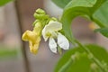 Closeup of the white and yellow flowers of a french bean plant Royalty Free Stock Photo