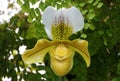 Closeup of the white and yellow color of Paphiopedilum Beatrice orchid Royalty Free Stock Photo