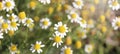 Closeup on White Daisy Like Flowers of Roman Chamomile Plant Royalty Free Stock Photo