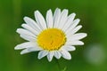 Closeup of the white, yellow flower of the Ox-eye daisy, Leucanthemum vulgare