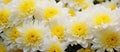 Closeup of white and yellow flowers from the Daisy family Royalty Free Stock Photo