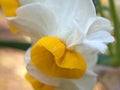 Closeup white-yellow orchid flowerDendrobium bellatulum with water drops in garden Royalty Free Stock Photo
