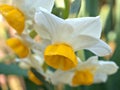 Closeup white-yellow orchid flowerDendrobium bellatulum with water drops in garden Royalty Free Stock Photo