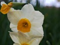 Closeup white-yellow orchid flowerDendrobium bellatulum with water drops in garden Royalty Free Stock Photo