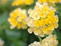 Closeup white yellow petals of west indian lantana camara flower plants in garden with water drops and blurred background ,rain on Royalty Free Stock Photo