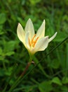 Closeup white-yellow Zephyranthes flower plants in garden with green blurred background Royalty Free Stock Photo