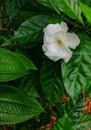 Closeup whiter flower with its green leaves as background