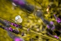 Closeup of the whites-and-yellow small butterfly and a lavender flower in the daytime