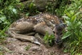 Closeup of a whitetail deer fawn bedded down in a woodland habitat. Royalty Free Stock Photo