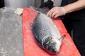 Closeup whole fresh salmon fish preparing fillet with knife on red cutting board in professional kitchen of restaurant. Concept Royalty Free Stock Photo