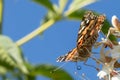 Painted Lady Butterfly on white flowers against blue sky Royalty Free Stock Photo