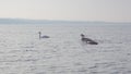 Closeup of whooper swans swimming in a lake in Denmark Royalty Free Stock Photo