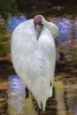 Whooping Crane Resting, Closeup Royalty Free Stock Photo