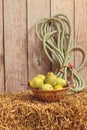 Closeup wicker basket of pears on hay bale
