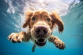 Closeup wide angle photo of a dog underwater