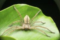 Closeup of wide spread leggs huntsman spider, Palystes species, Satara Royalty Free Stock Photo