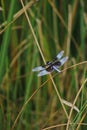 Closeup of a widow skimmer, Libellula luctuosa. Royalty Free Stock Photo