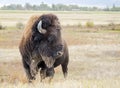 Closeup of a wild American Buffalo Bison bison Royalty Free Stock Photo