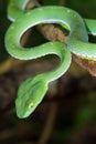 Closeup wild Bamboo viper