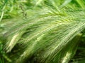 Closeup of wild barley plant bent dawn, green, nature, hordeum murinum