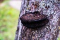 Closeup of a wild black mushroom growing on a tree covered in lichen